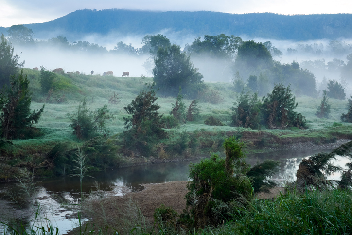 Queensland farm in dawn light. Cattle along the ridge with mist at their back. Image is quite cool blue in the cold morning. River along the front of image, hill in the background with trees dotted throughout.