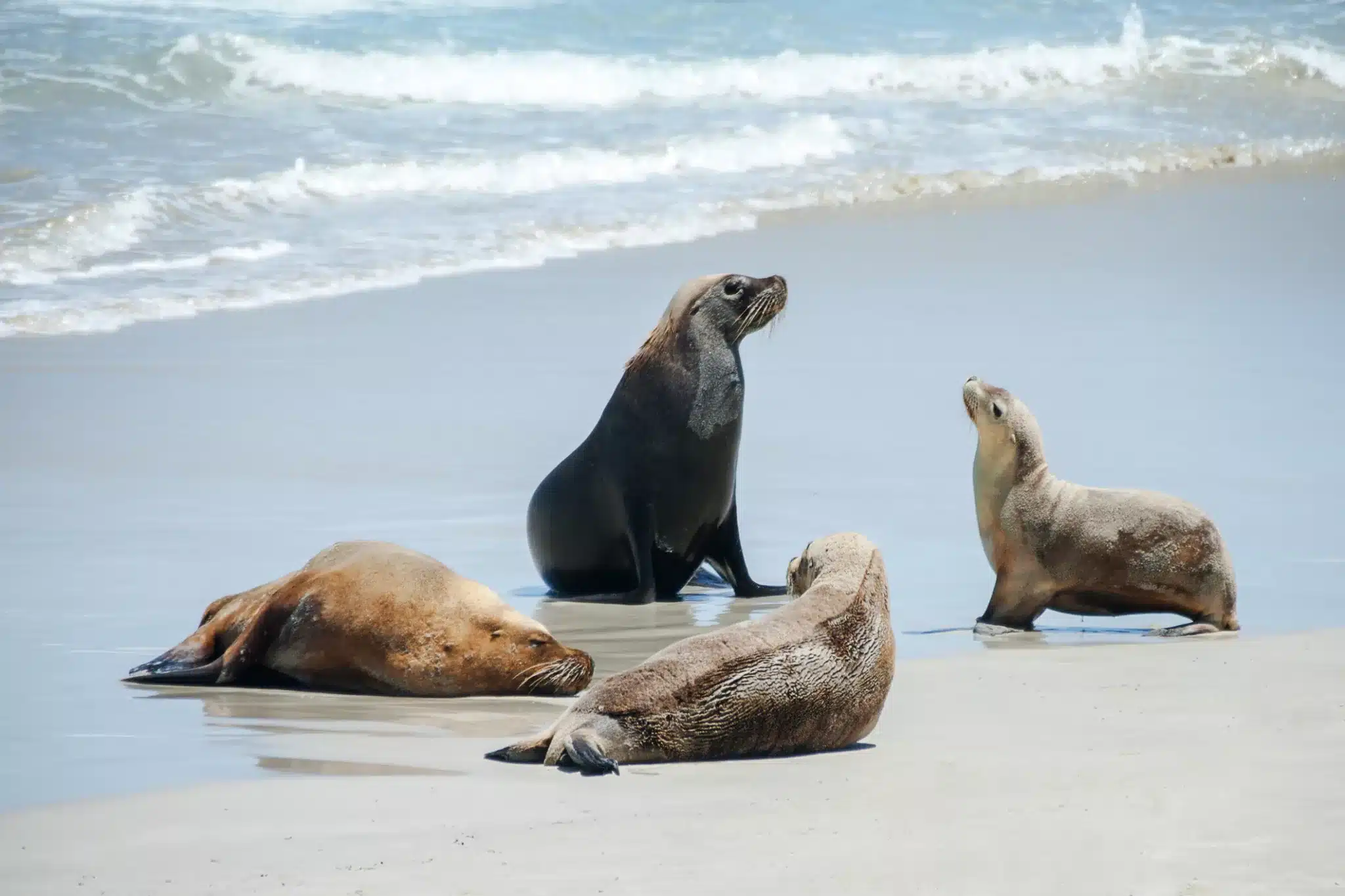 Australian Sea Lions at Seal Bay, Kangaroo Island, South Australia