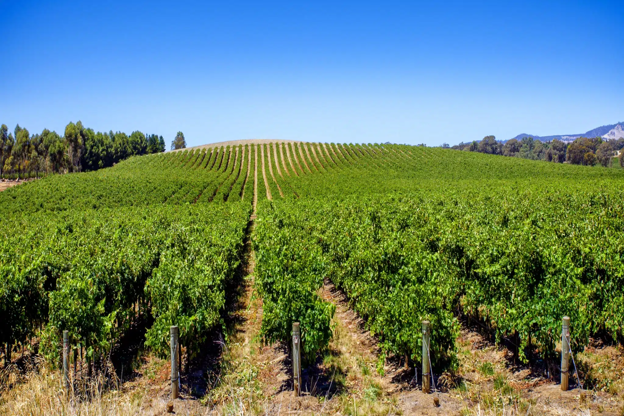 The Barossa Valley, located northeast of Adelaide, South Australia, is the country's famous wine-producing region and home to over 40 wine grape varieties.